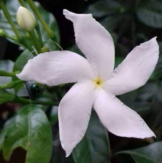 flowers in syria