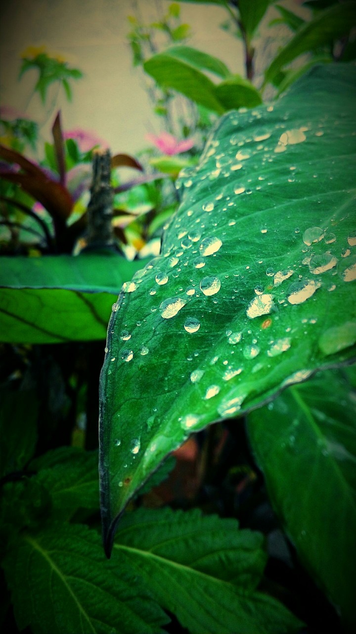 leaf 