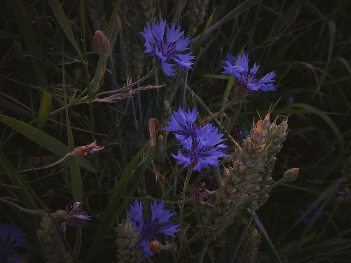 purple