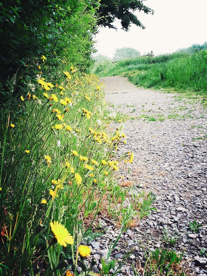 Yellow flowers