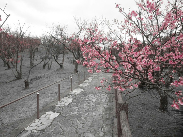 #Rosa y Gris