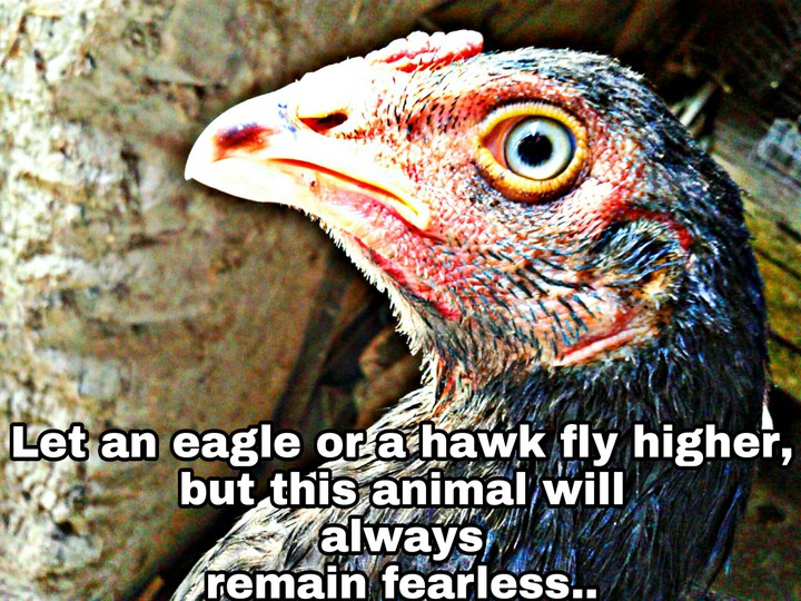 chicken