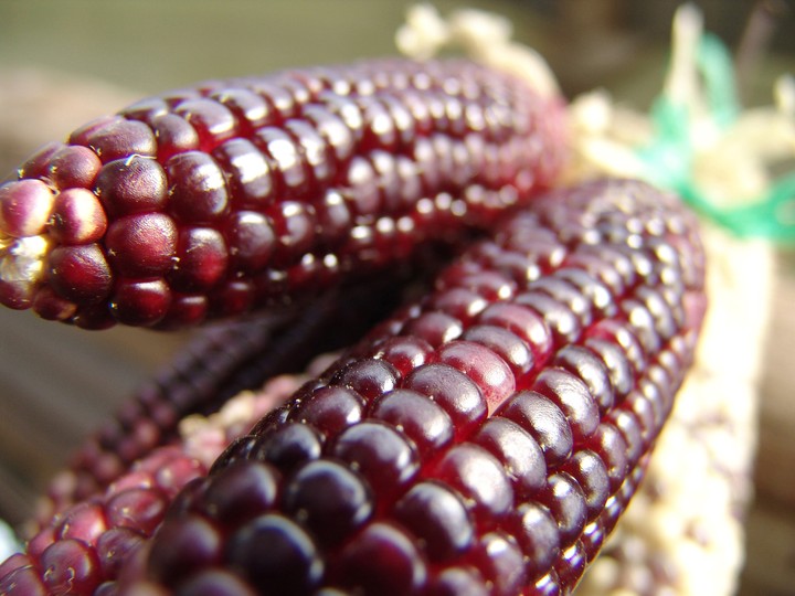 Corn