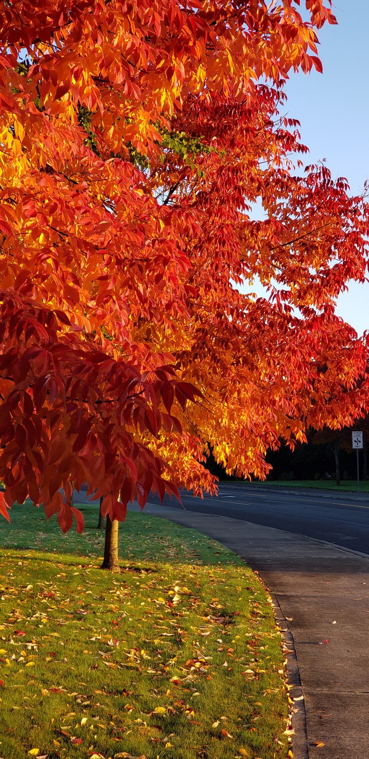 Autumn