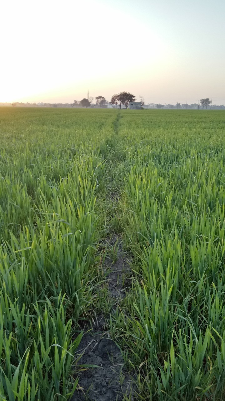ever green