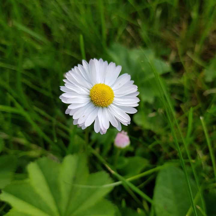 chamomile