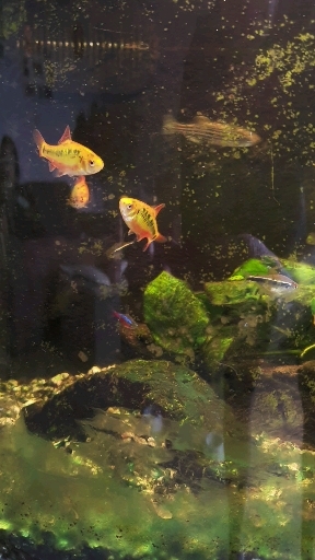 fish in aquarium