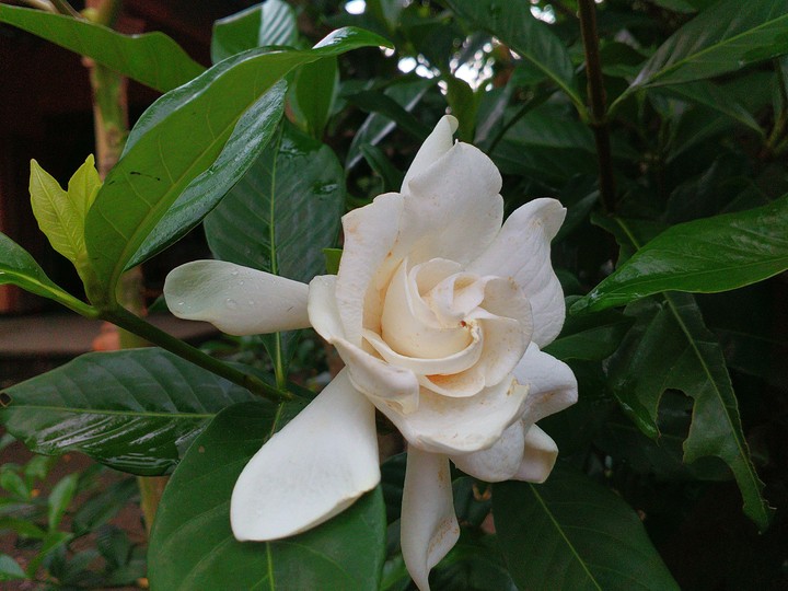 white flower