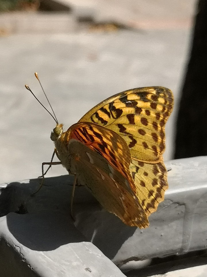 butterfly