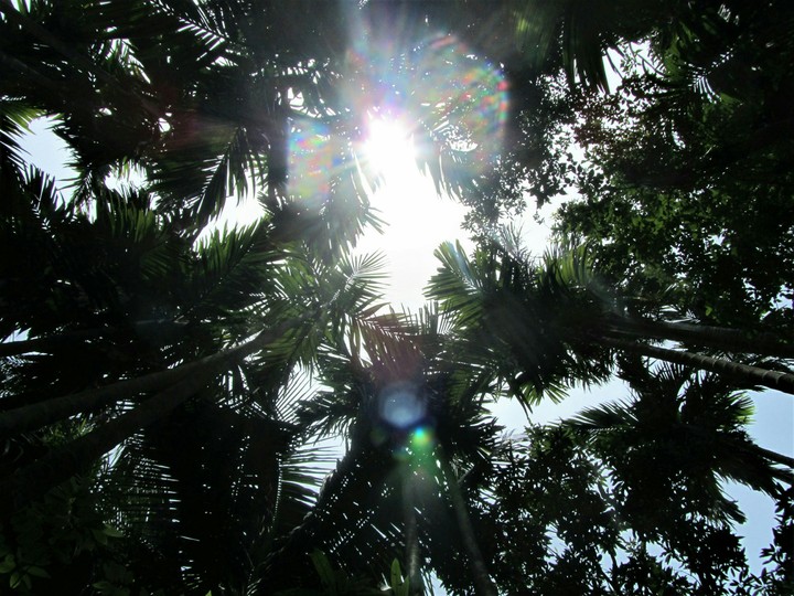 tree