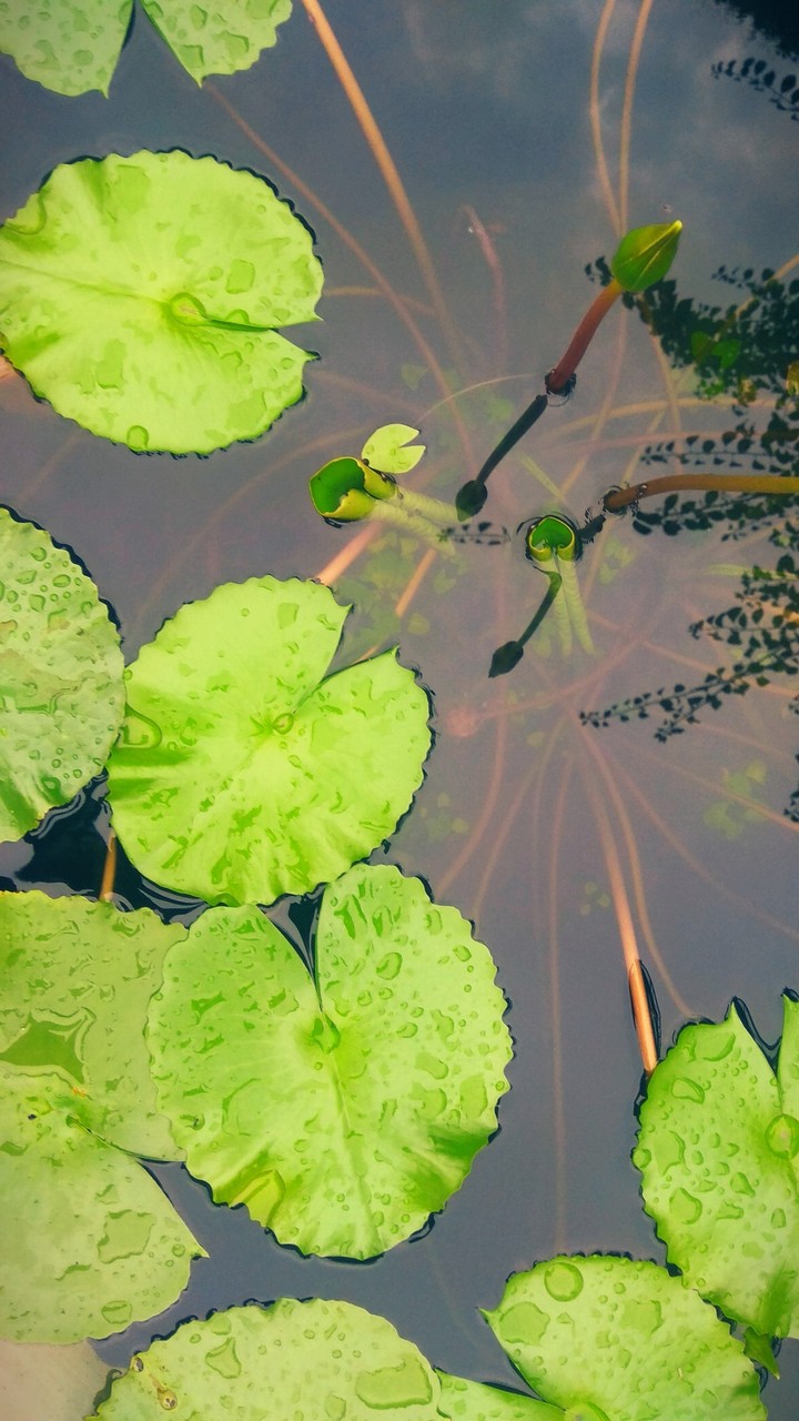 Green Love