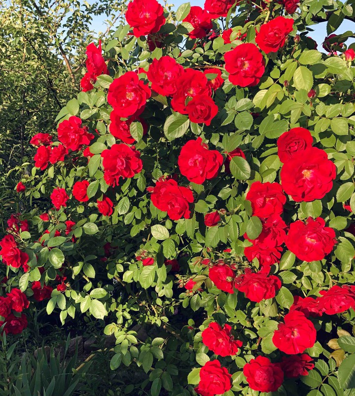 roses