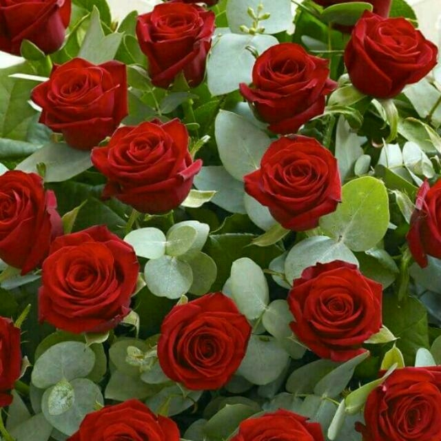 Roses