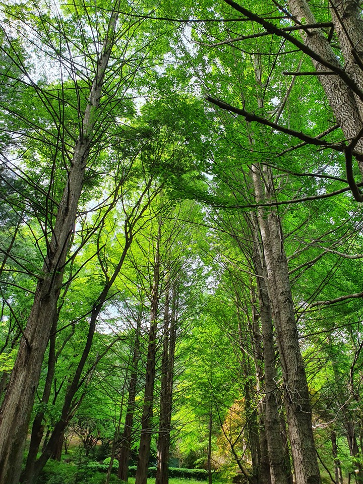 forest