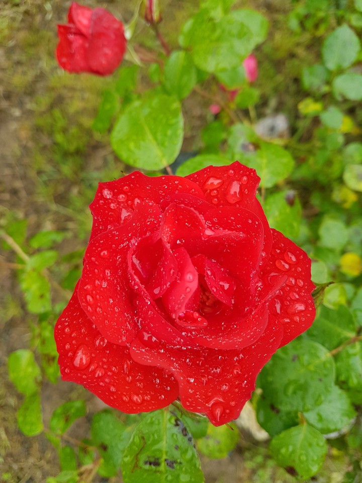 Rosa rossa