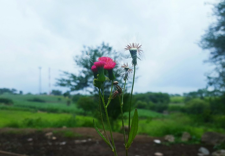 flor