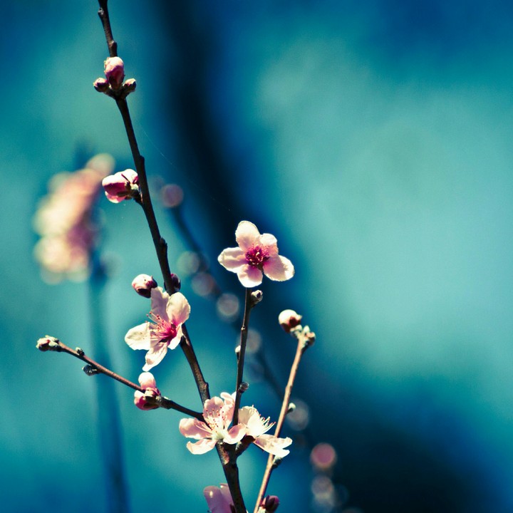 blossom