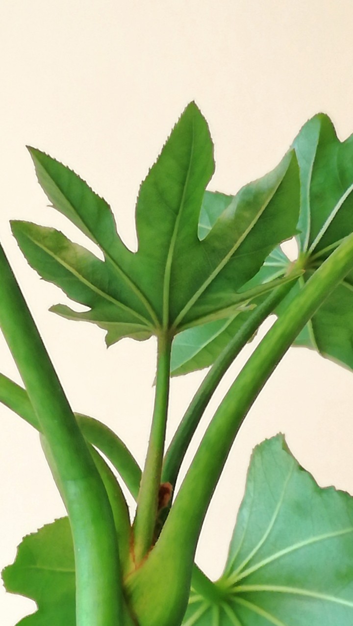 Botany