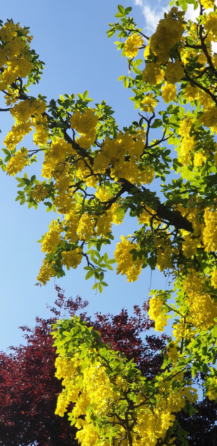 yellow flower tree