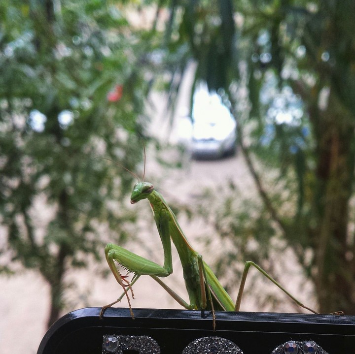 mantis