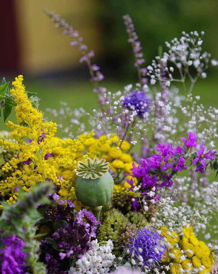 flowers