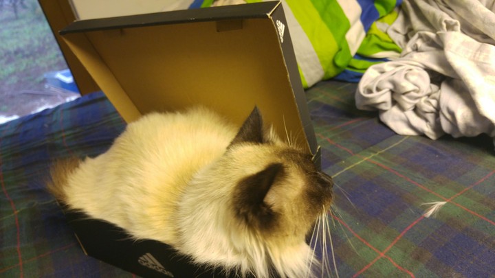 cat