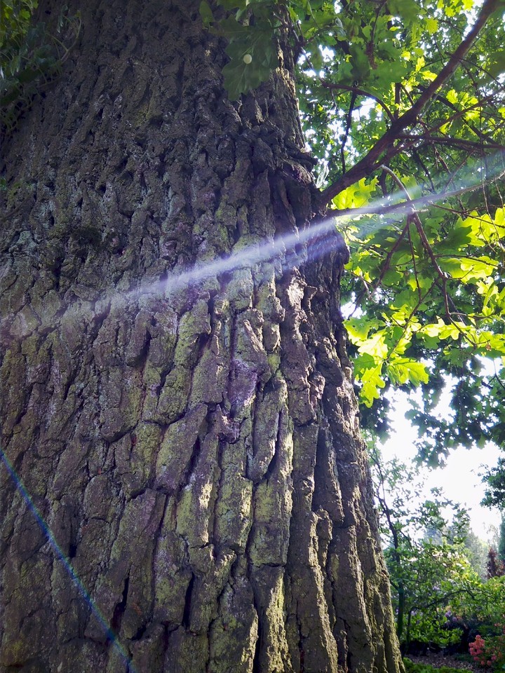 sunny tree