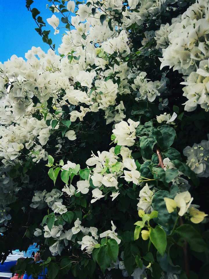 flower