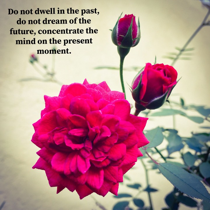 roses