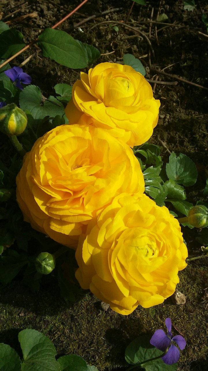 Winter rose