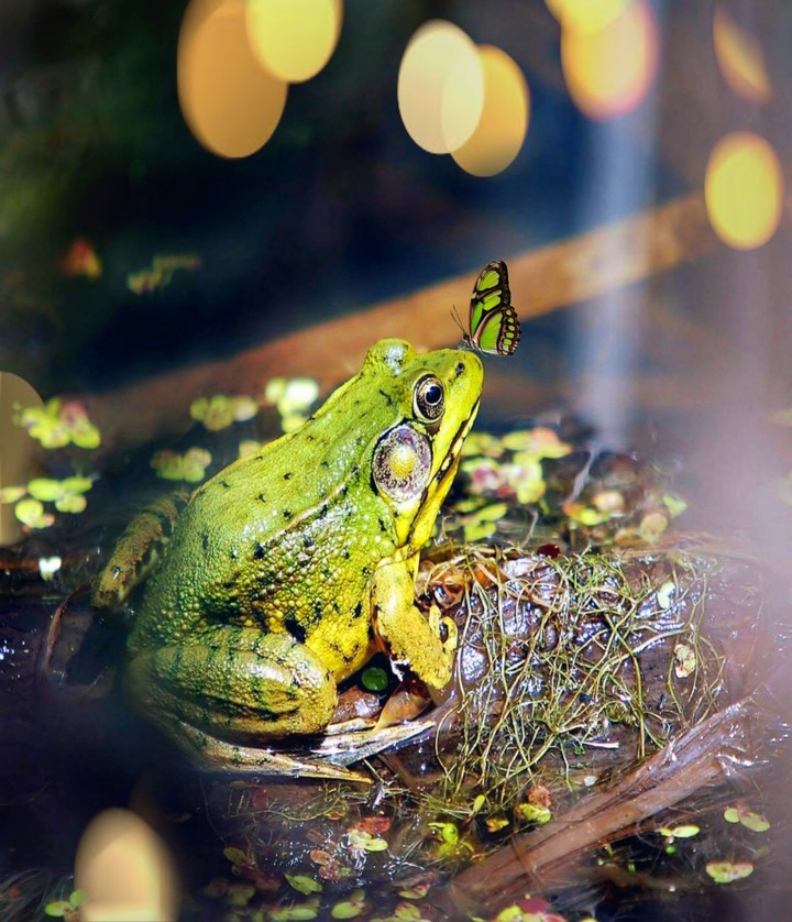 Frog with a Butterfly ❣️✨✌️