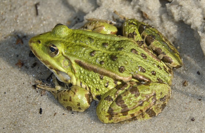 Frog