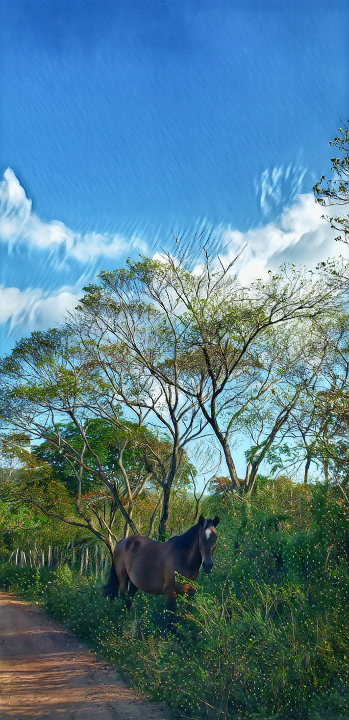 Cavalinho na beira da estrada