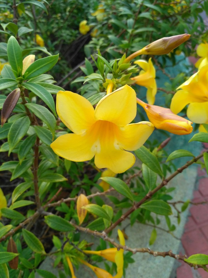 beautiful flower
