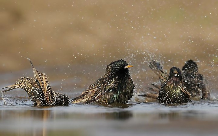Badende Amsel