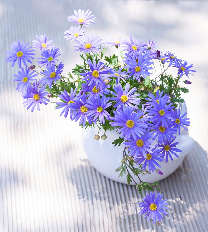 violets