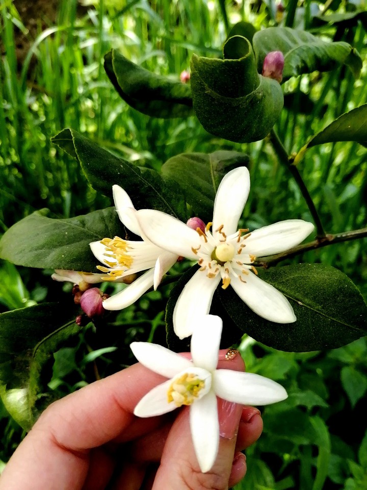 Lemon bloom