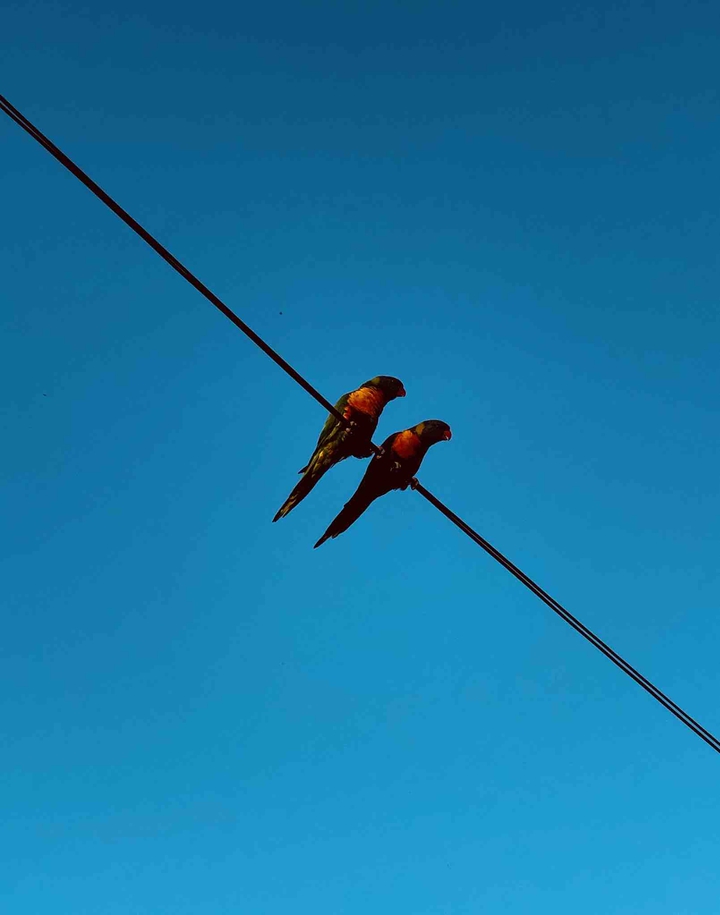 love birds