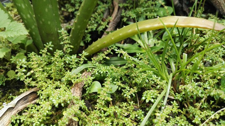 plants