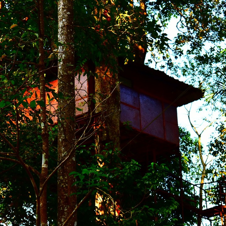 tree house..