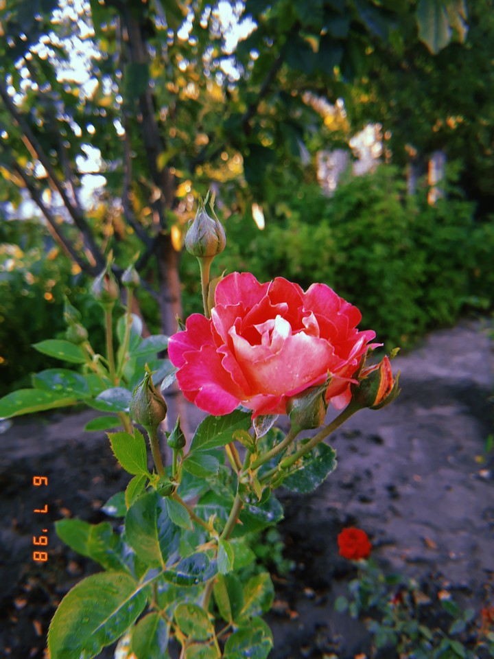 roses