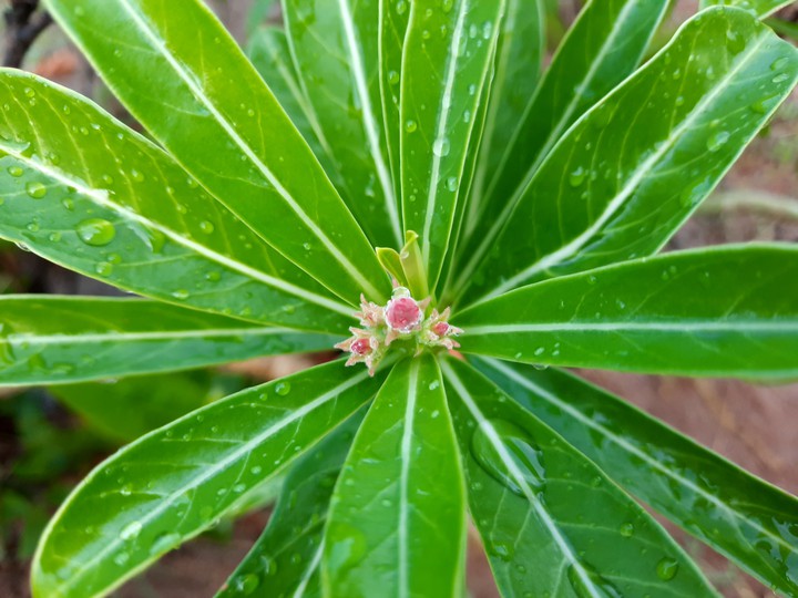 flower