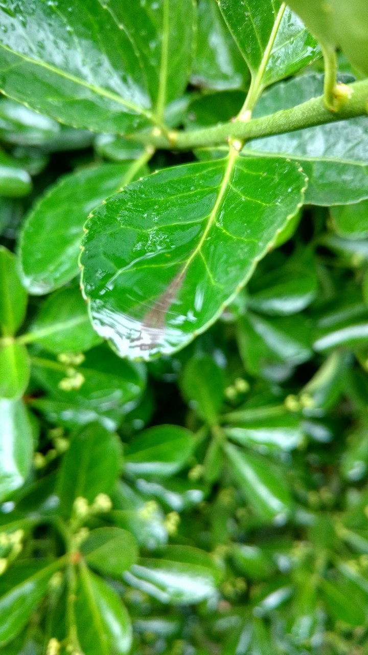 three leaf