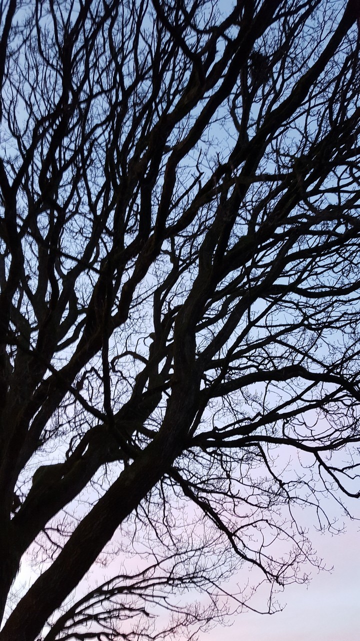 silhouette
