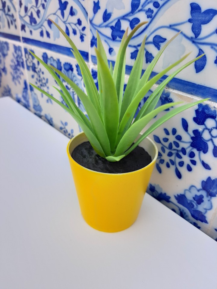 little plant