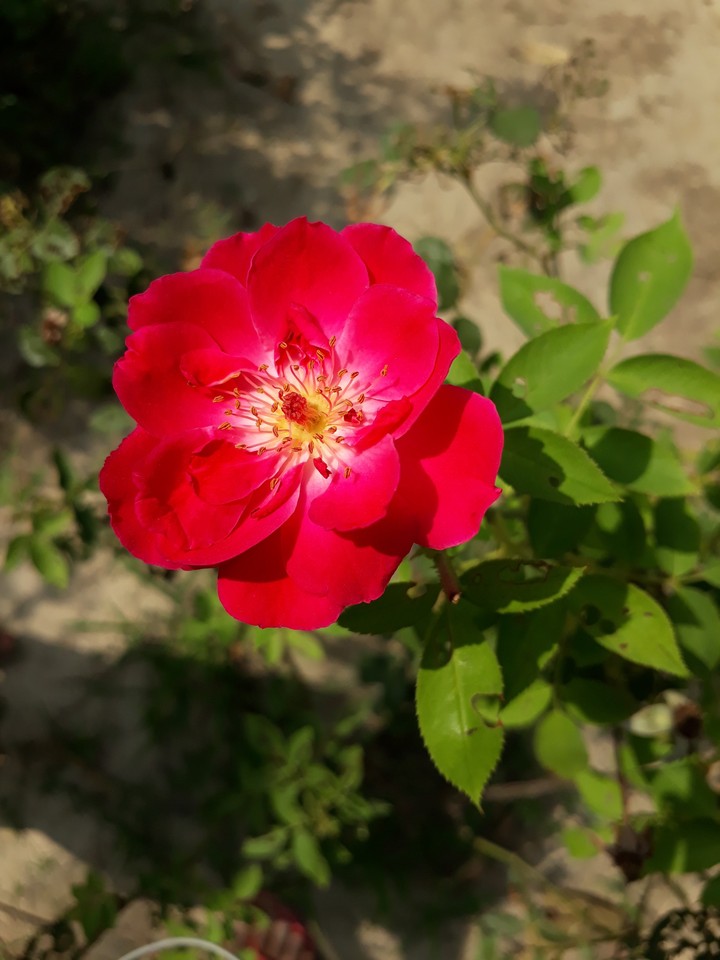 Red rose