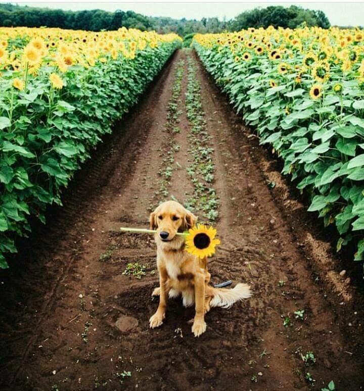 Doguinho