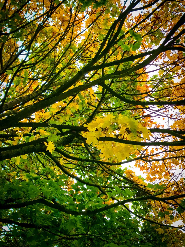 Fall