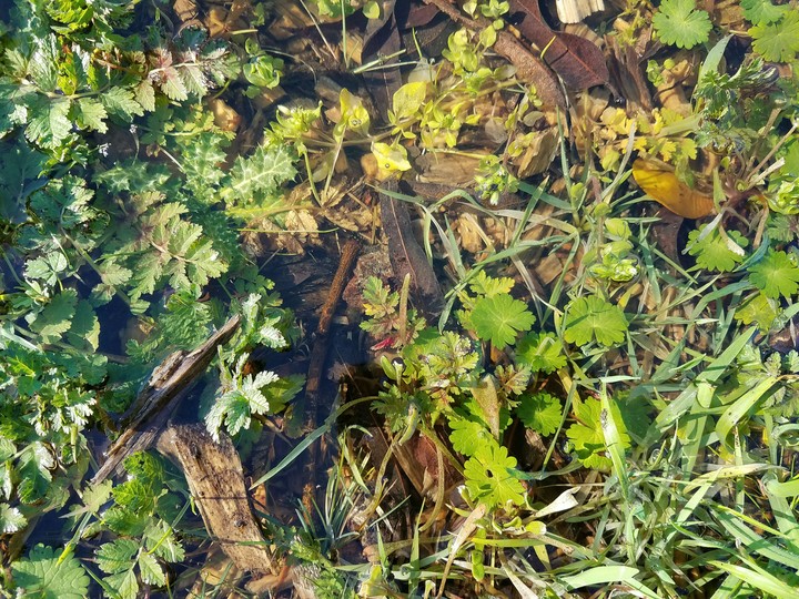 leafy water