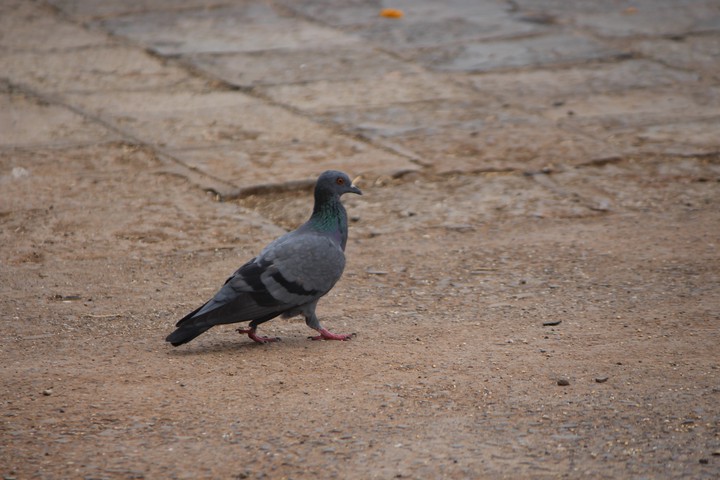 Bird